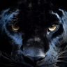Ramses_Rams