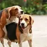 Supernabo