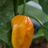 geronimo_