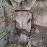 celtisares