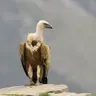 Saftero