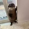 ChicOtter