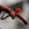 Gorgojo Rojo