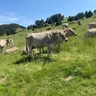 llepador