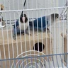 perico00