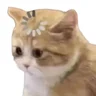 Gatoconfuso