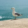 joao55