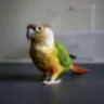 dani39