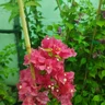 albcor
