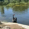 vulko