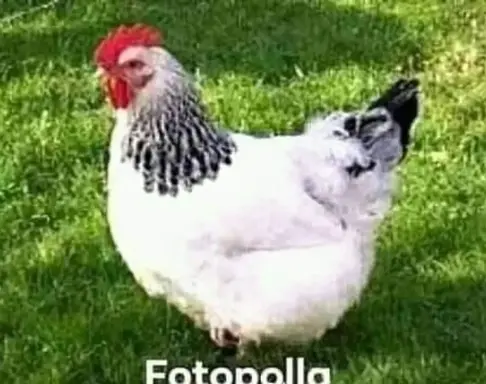 murphy69