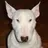 Bullterrier