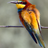 elpajarito_Vlc